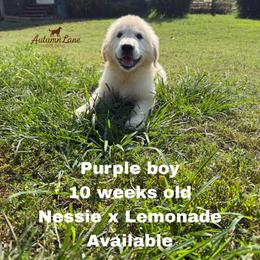 Purple boy - Light golden male Golden Retriever puppy in Knoxville, Tennessee from Autumn Lane Goldens