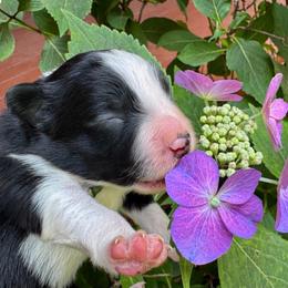 Boy 1 - Black and white male Border Collie puppy in Mariposa, California from Team Reeves Ranch