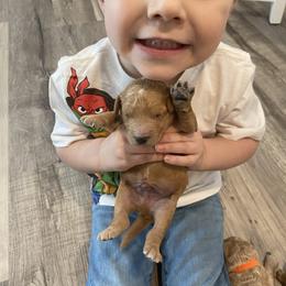 Copper - Apricot male Goldendoodle puppy in Brookings, South Dakota from Hofer Pups