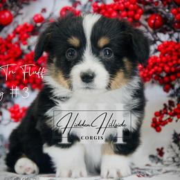 Black Tri Fluff Boy 3 - Tail - Black and tan male Pembroke Welsh Corgi puppy in Locust Grove, Oklahoma from Hidden Hillsides Corgis