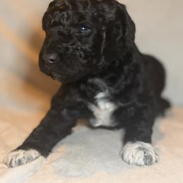 Cockapoo and Goldendoodle Puppies from Jax Doodles