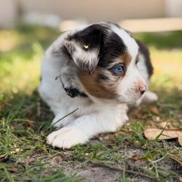 Cairo ASDR - Blue merle male Toy Australian Shepherd puppy in Polk City, Florida from Skaky Shepherds