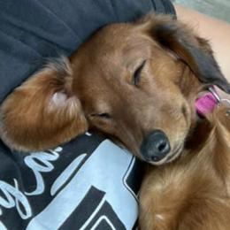 Dachshunds from Hadley Hounds