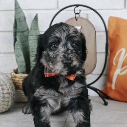 Zurg - Merle male Labradoodle puppy in Bryantown, Maryland from Doodles on Duty