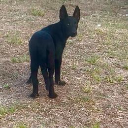 Girl 3 - Black female Belgian Malinois puppy in North Fort Myers, Florida from Reinwald Kennels Dee Reinwald & Thomas Brennan
