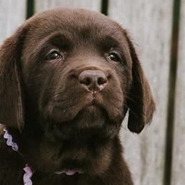 Girl 5 - Labrador Retriever puppy in Killingworth, Connecticut from CopperRidge Labs