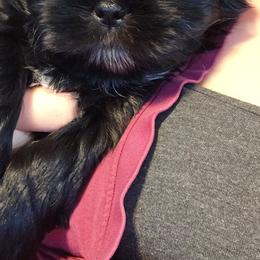 Maverick - Black male Shih Tzu puppy in Peoria, Arizona from Shihtzucircusaz