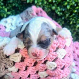 Mr. Gale - Blue merle male Toy Australian Shepherd puppy in Dolan Springs, Arizona from High Desert Companions