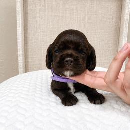 Lily - Brown female Cocker Spaniel puppy in Corcoran, California from Sweetheart Cockers