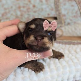 Avelyn - Chocolate and tan female Yorkshire Terrier puppy in Greenwood County, South Carolina from TCB Yorkies