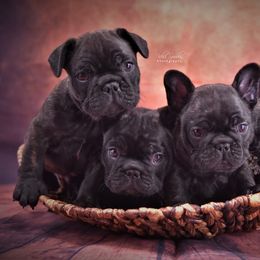 French Bulldog Puppies from Bullish Pride