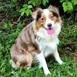 Cherokee - Toy Australian Shepherd