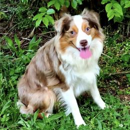 Cherokee - Toy Australian Shepherd