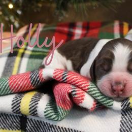 Holly - Liver white and tan female English Springer Spaniel puppy in Barnstead, New Hampshire from C & S Farms