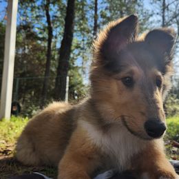 Collie Puppies from Critter cottage