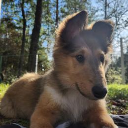 Collie Puppies from Critter cottage