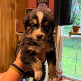 Chippy - Black tri-color male Australian Shepherd puppy in Altmar, New York from E&C Australian Shepherds
