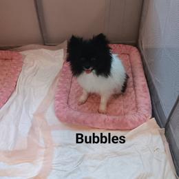 Bubbles - Pomeranian