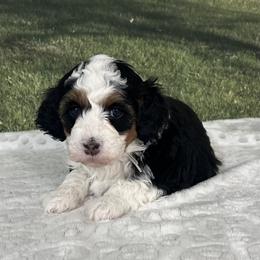 Wayne - Tri-color male Bernedoodle puppy in Lincoln, Nebraska from GRand Doodles