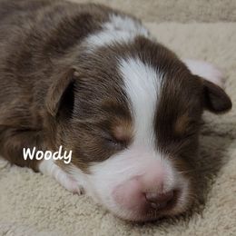 Woody - Red tri male Miniature Australian Shepherd puppy in Waxhaw, North Carolina from Cane Creek Aussies