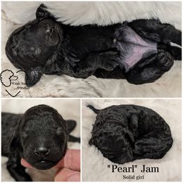 Poodle Puppies from Kvali Standard Poodles