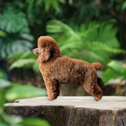 Ruby - Red  female Poodle puppy in Mongomery, Texas from Celestial Jewels Poodles