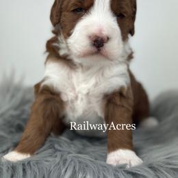 Gloria - Red  female Goldendoodle puppy in Milford, Indiana from Railway Acres Kennel
