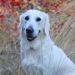 Billie - Goldendoodle