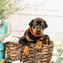 Doberman Pinscher Puppies from Imperium Dobermann Kennel