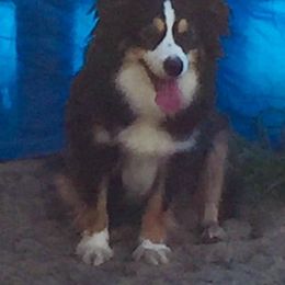 Australian Shepherds from Green Hill Aussies