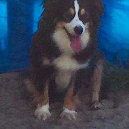 Australian Shepherds from Green Hill Aussies