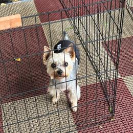 Earthmountains Cliffhanger - Cliff - Blue and gold male Yorkshire Terrier puppy in Erda, Utah from Earthmountain Yorkies