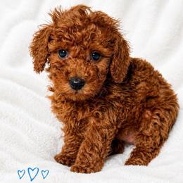 Hank - Red  male Poodle puppy in Warrensburg, Missouri from Supreme Doodles