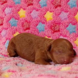 Girl 1 - Red  female Poodle puppy in Hurricane Mills, Tennessee from Scenic Hills Kennels