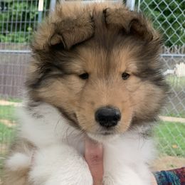 Shetland Sheepdog Puppies from Sei Bella Shelties