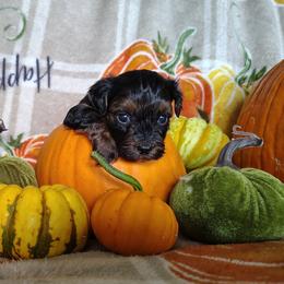 Boy 1 - male Yorkipoo puppy in Woodruff, Arizona from Desert Flower Breeders
