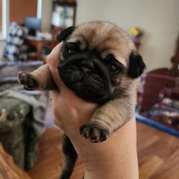 Fawn girl puppy 2 - Fawn female Pug puppy in Tacoma, Washington from Precious Princess Pugs