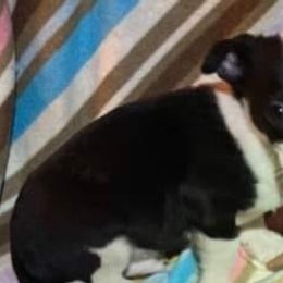 Chihuahuas and Pugs from Borck Puppies