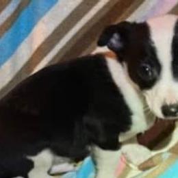 Chihuahuas and Pugs from Borck Puppies