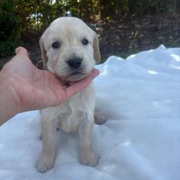 Red Collar Boy - Golden male Golden Retriever puppy in Salt Lake City, Utah from Deseret Peak Goldens