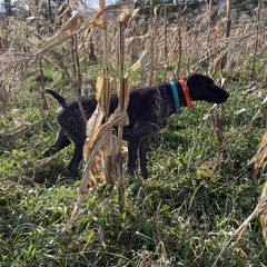 Nina - German Wirehaired Pointer