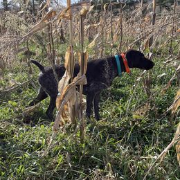 Nina - German Wirehaired Pointer