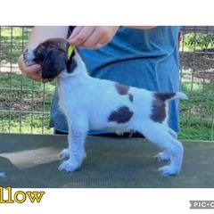 Yellow - Liver and white male German Wirehaired Pointer puppy in Umatilla, Florida from Double D Picards and GWPs