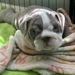 Bulldog Puppies from ABC Bulldogs