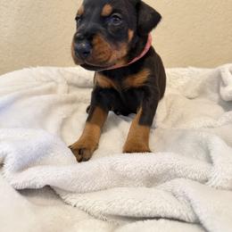 Gracie - Black and rust female Doberman Pinscher puppy in Boyd, Texas from Team Feem Breeders