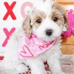 Sunny - MICRO MINI - Cream male Goldendoodle puppy in Antlers, Oklahoma from Rocking H