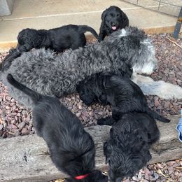 Assorted Doodle Crosses Puppies from Golden Mountain Doodles