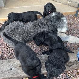 Assorted Doodle Crosses Puppies from Golden Mountain Doodles