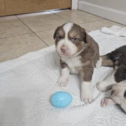 Boy 2 - male Australian Shepherd puppy in Wauneta, Nebraska from 4H Aussies