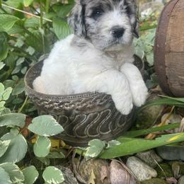Comet - Merle male Saint Berdoodle puppy in Traverse City, Michigan from Bare Paws Saint Berdoodles